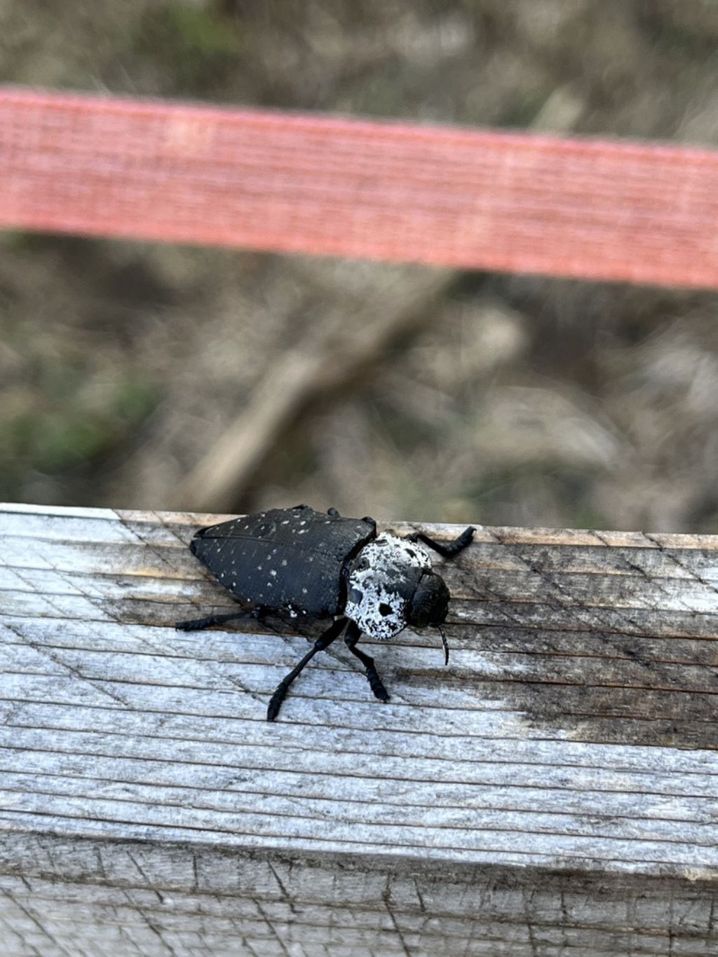 Buprestidae: Capnodis tenebrionis
